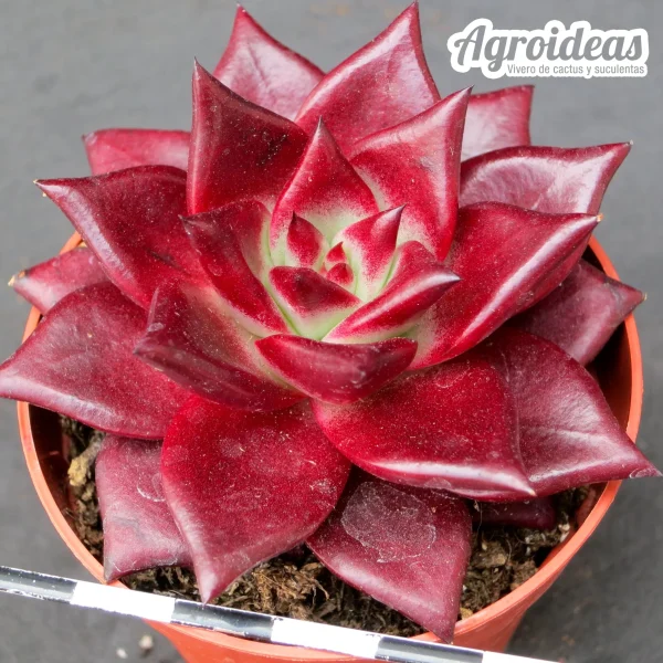 Echeveria "Romeo Rubin" - Imagen 2