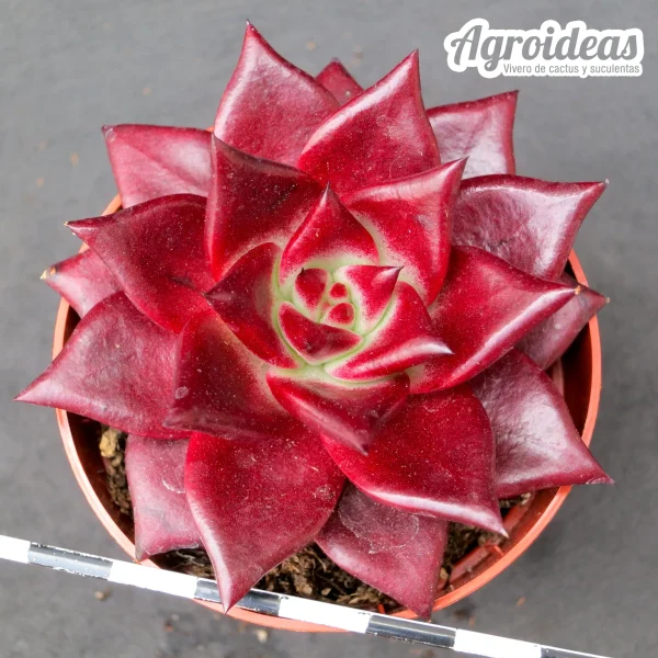 Echeveria "Romeo Rubin"