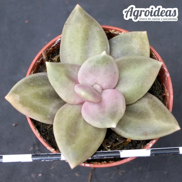 Echeveria xichuensis