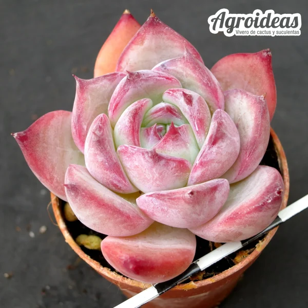 Echeveria colorata "Desert Harmony"