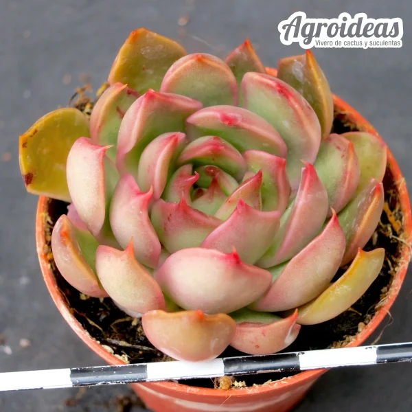 Echeveria X pulidonis "green"