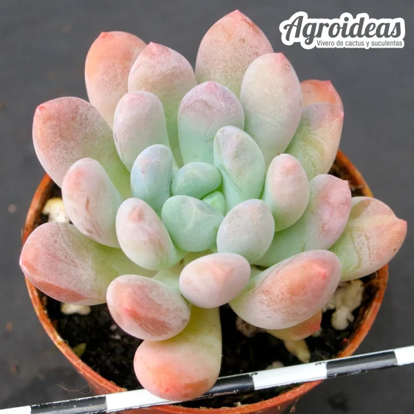 Pachyveria "clavifolia"