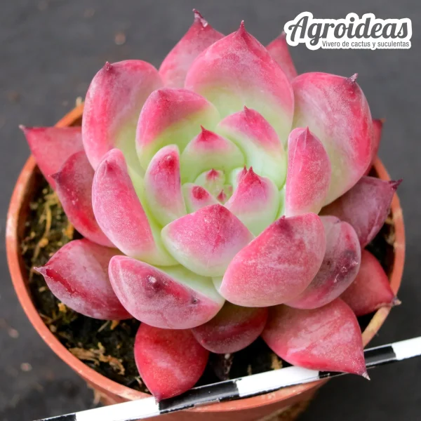 Echeveria colorata "Auténtica"