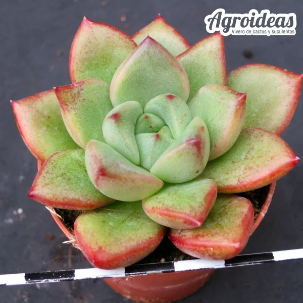 Graptoveria opalina x purpusorum