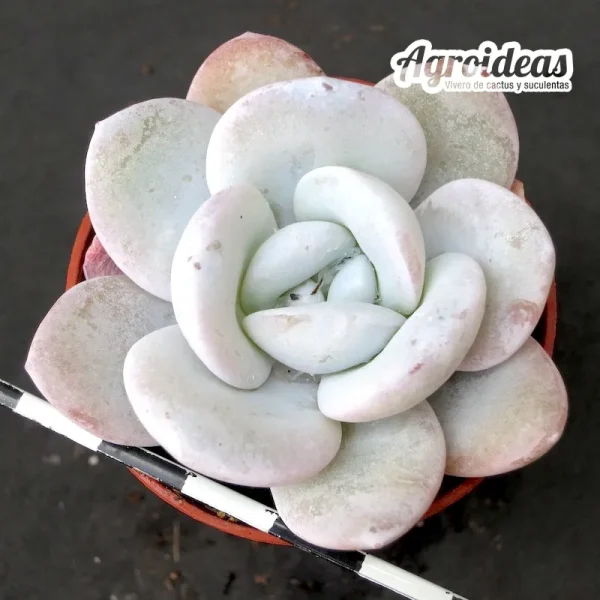 Echeveria laui