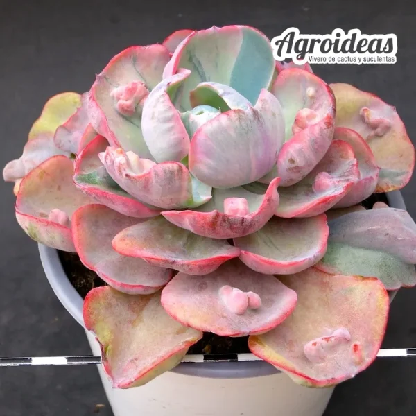 Echeveria "Beyoncé" MØ13 cm - Imagen 2