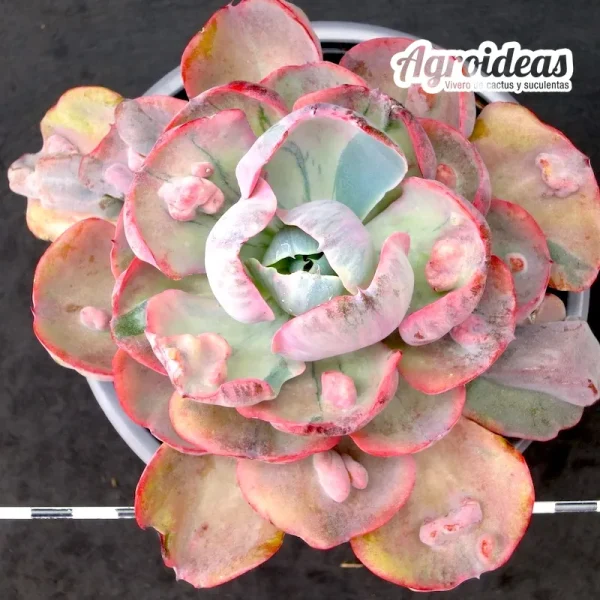 Echeveria "Beyoncé" MØ13 cm