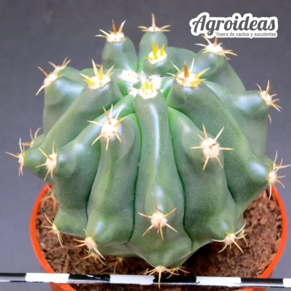 Ferocactus horridus var. brevispinus - Imagen 2