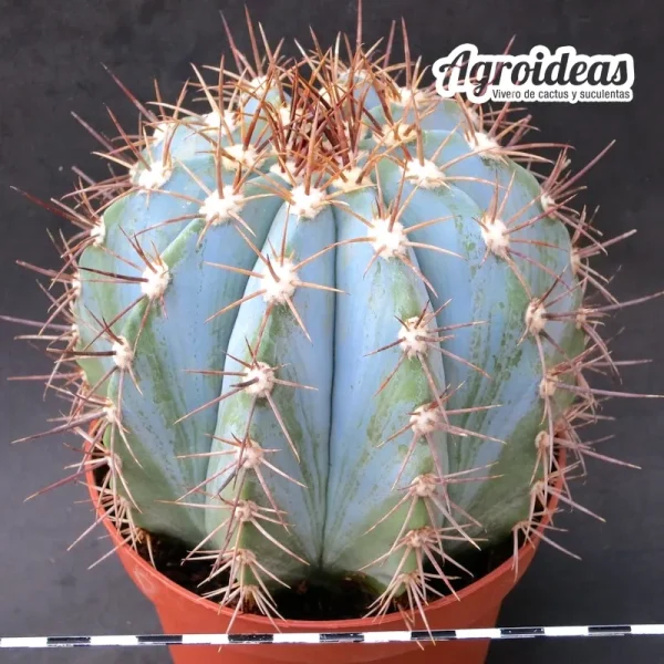 Melocactus azureus (Gran ejemplar) MØ-13 cm