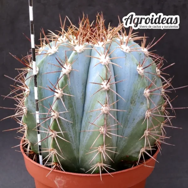 Melocactus azureus (Gran ejemplar) MØ-13 cm - Imagen 2