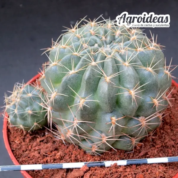 Lobivia cv. "Dekoulé" Ex. Agroideas "Ejemplar MØ11 cm" - Imagen 2