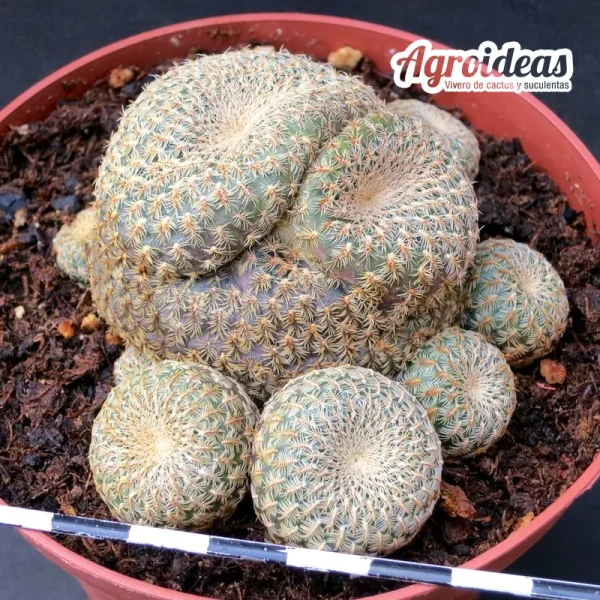 Sulcorebutia heliosoides "Ejemplar MØ 11 cm"