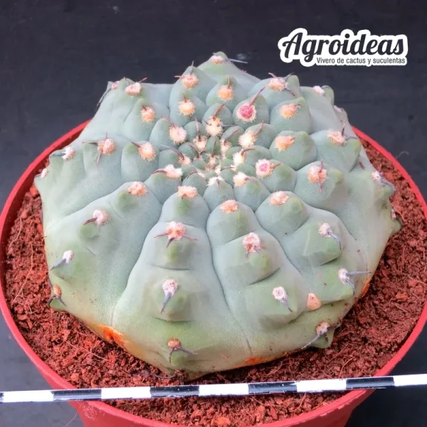 Gymnocalycium vatterii "brevispinus" Ex. Agroideas "Ejemplar MØ11 cm" - Imagen 2