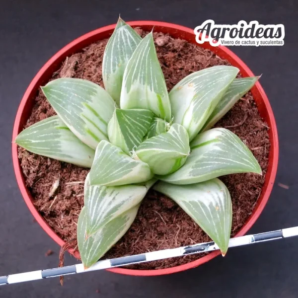 Haworthia "Milky way" Variegata MØ-8,5 cm