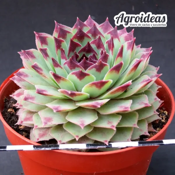 Sempervivum calcareum - Imagen 2