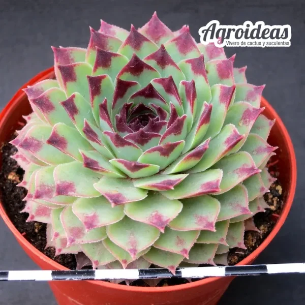 Sempervivum calcareum