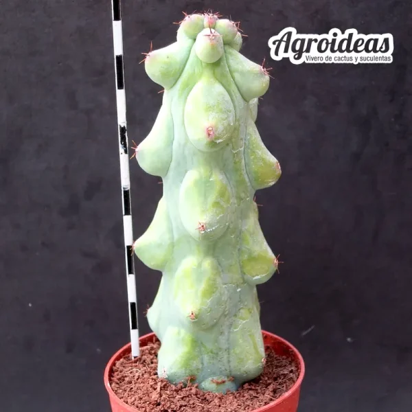 Myrtillocactus "cv. fukurokuryuzinboku"