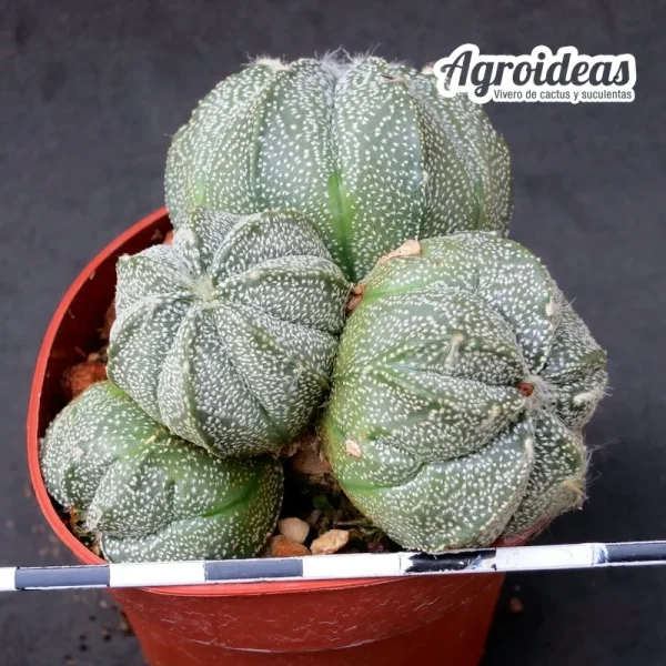 Astrophytum "AS-CO" selección