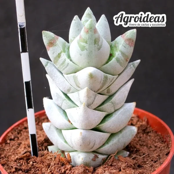 Crassula cornuta "pillansii"