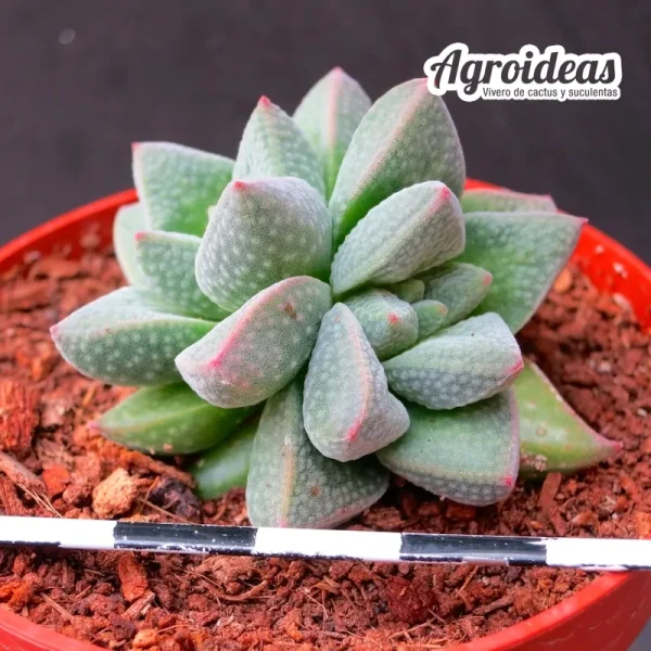 Crassula fragarioides X deceptor "AKA: Fragata"