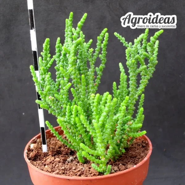 Crassula muscosa var. obtusifolia - Imagen 2