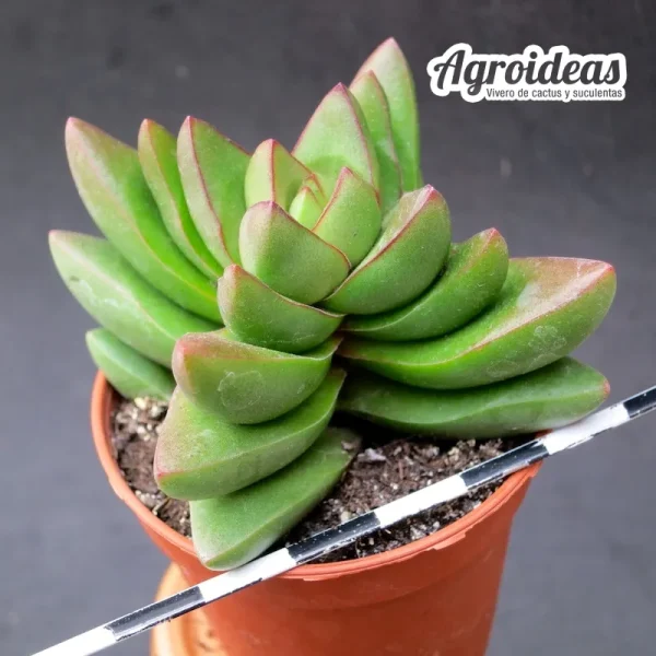 Crassula "Benjamin"