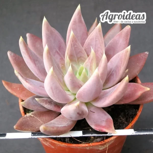 Echeveria craigiana