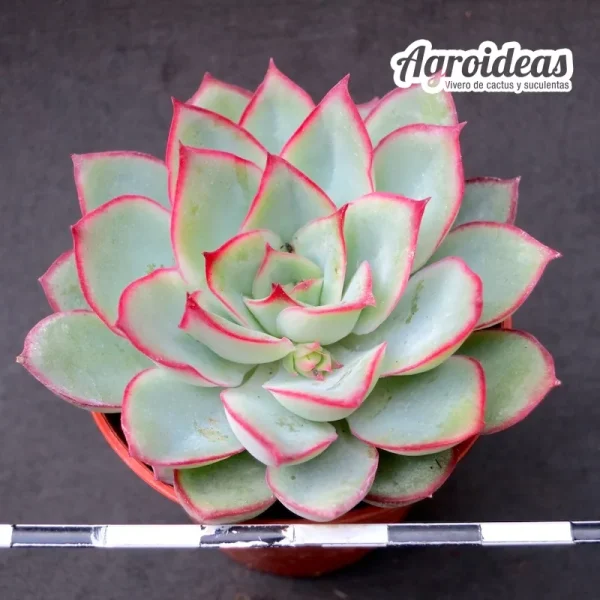 Echeveria "Esther"