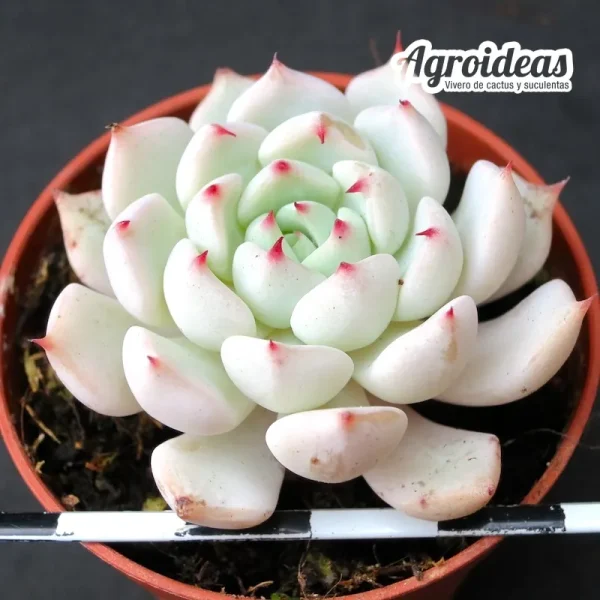 Echeveria X cuspidata