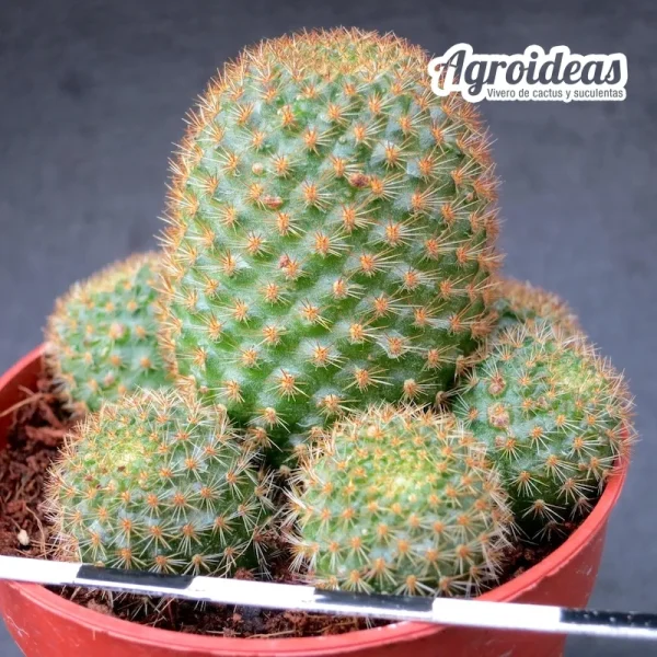 Rebutia perplexa - Imagen 2