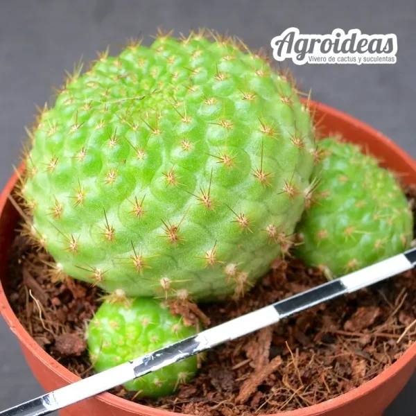 Rebutia minuscula "violaciflora" - Imagen 2