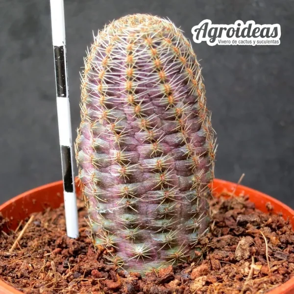 Rebutia pygmaea var. canacrucensis - Imagen 2