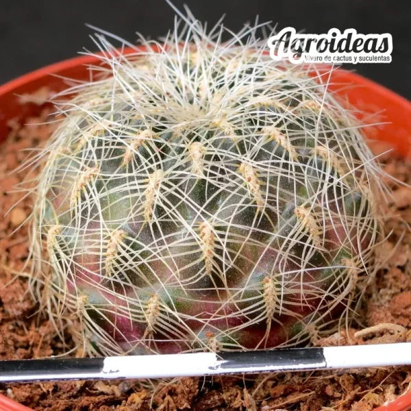 Sulcorebutia tarabucoensis HS125 "Cordillera Mandinga" - Imagen 2