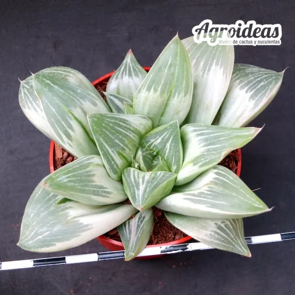 Haworthia "Milky way" Variegata (Selección) MØ-6,5 cm - Imagen 2