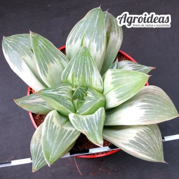 Haworthia "Milky way" Variegata (Selección) MØ-6,5 cm