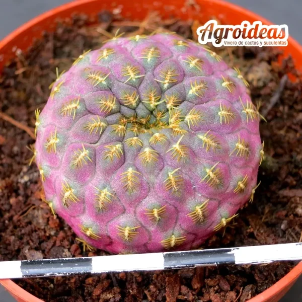 Sulcorebutia rauschii "gold spine"