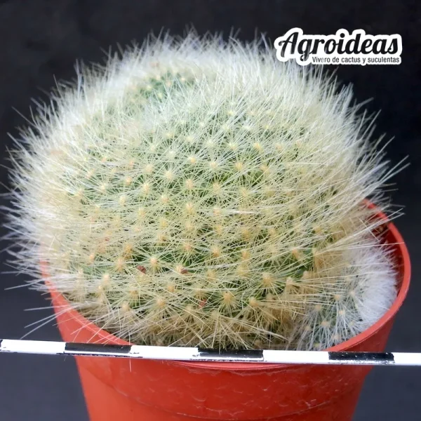 Rebutia albipilosa - Imagen 2