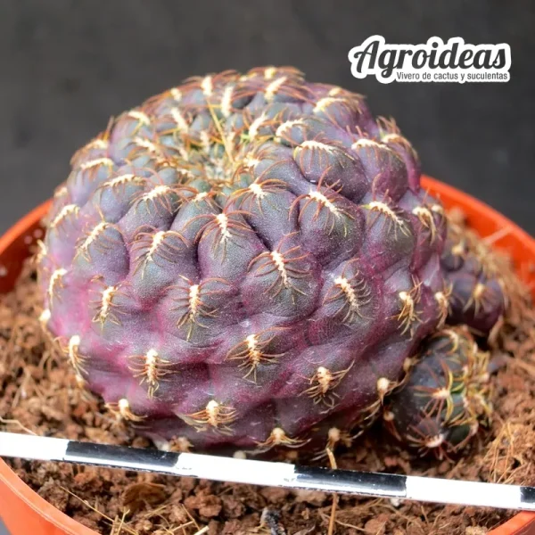 Sulcorebutia canigueralii VZ159 "Cerro Huayquita" - Imagen 2