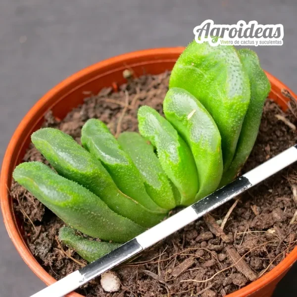 Haworthia truncata "Lime green" - Imagen 2