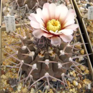 Gymnocalycium piltziorum "Sierra de Velasco"