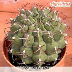 Gymnocalycium schickendantzii