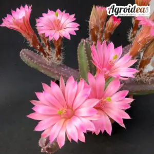 Echinocereus gentryi