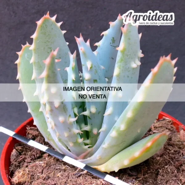 Aloe longistyla x humilis