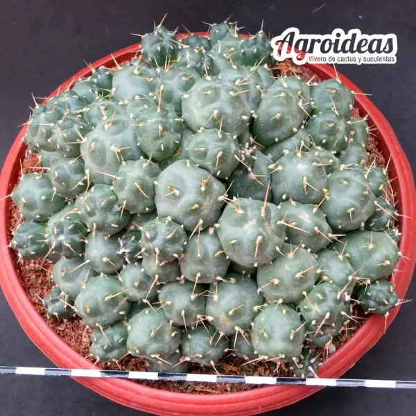 Puna subterranea f. incahuasi (Planta Ejemplar) TØ- 17 cm - Imagen 2