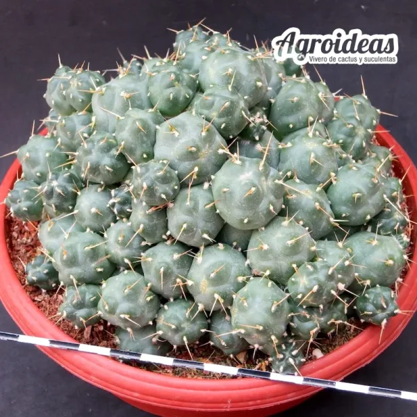 Puna subterranea f. incahuasi (Planta Ejemplar) TØ- 17 cm