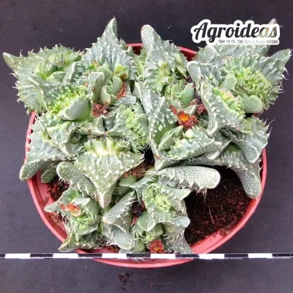 Faucaria "Super Warty" MØ- 11 cm