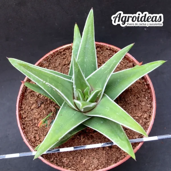 Haworthia marginata "White edge" MØ- 11 cm - Imagen 2
