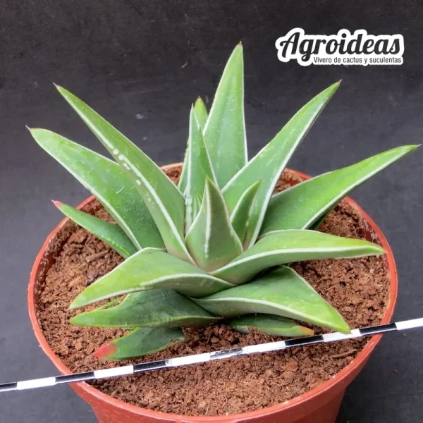 Haworthia marginata "White edge" MØ- 11 cm