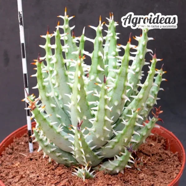 Aloe erinacea "Ejemplar M-13 cm"