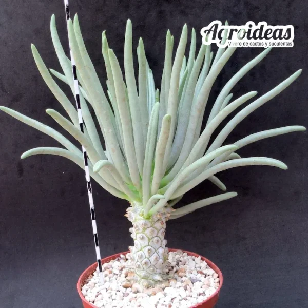 Tylecodon cacalioides (Ejemplar) MØ- 11 cm